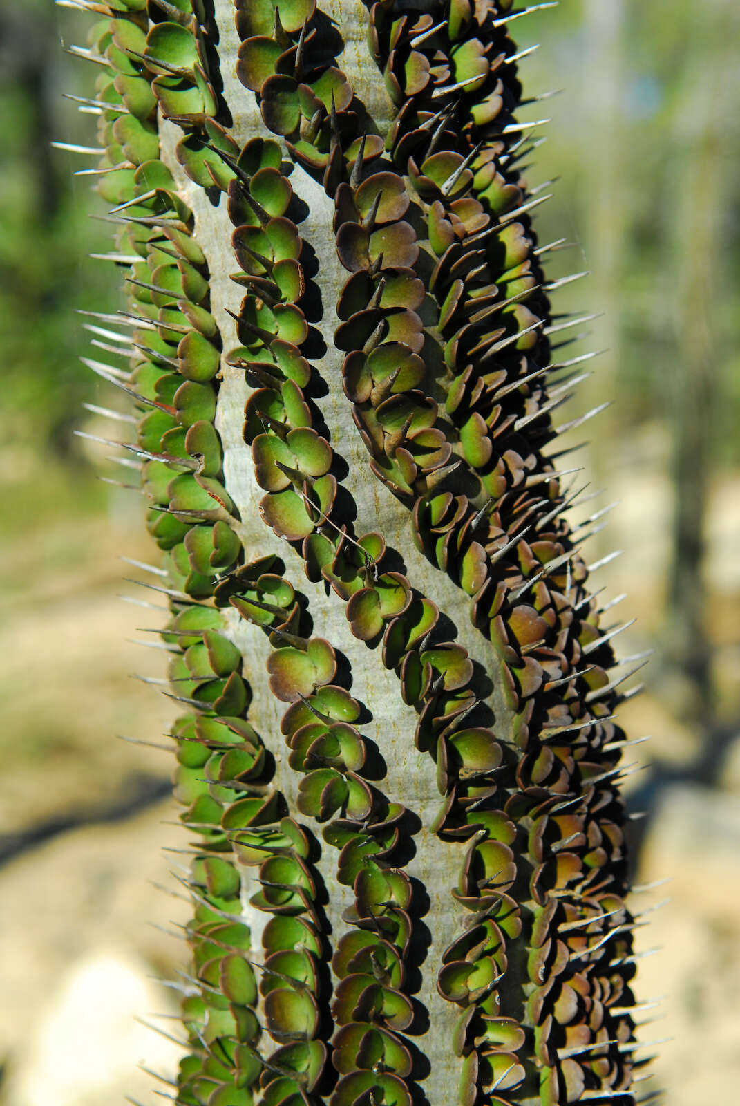 Image of Madagascan ocotillo