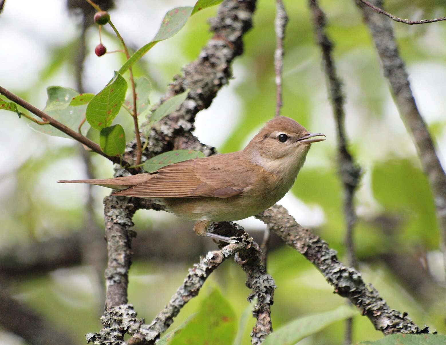 Image of Garden Warbler