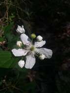 Слика од Rubus pensilvanicus Poir.