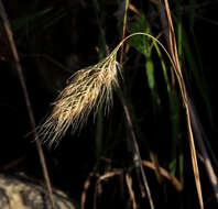 Cynosurus elegans Desf. resmi