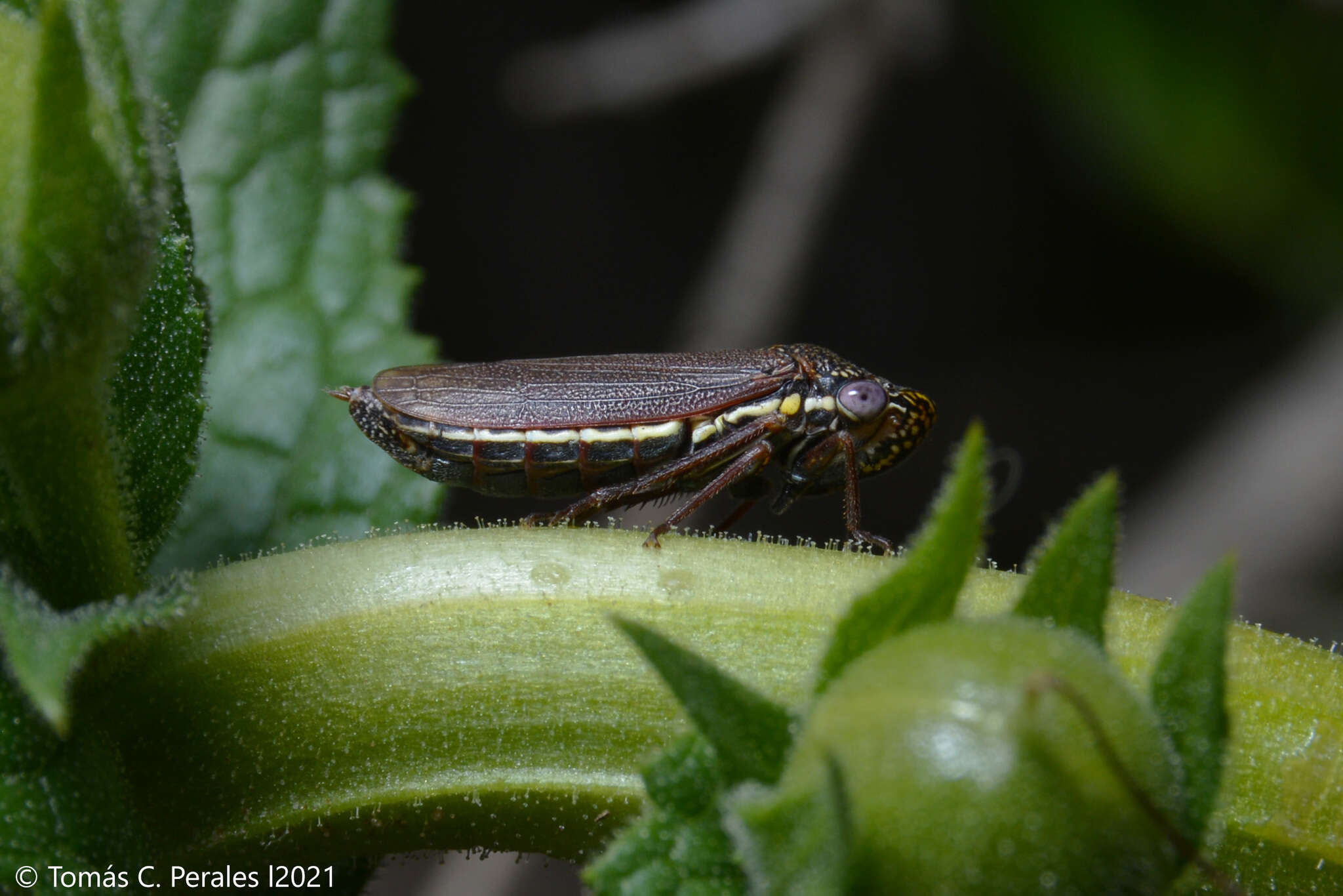 Image of Tapajosa rubromarginata (Signoret 1855)