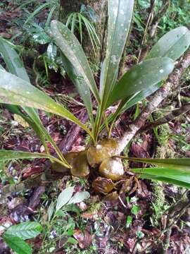 Sivun Bulbophyllum occlusum Ridl. kuva