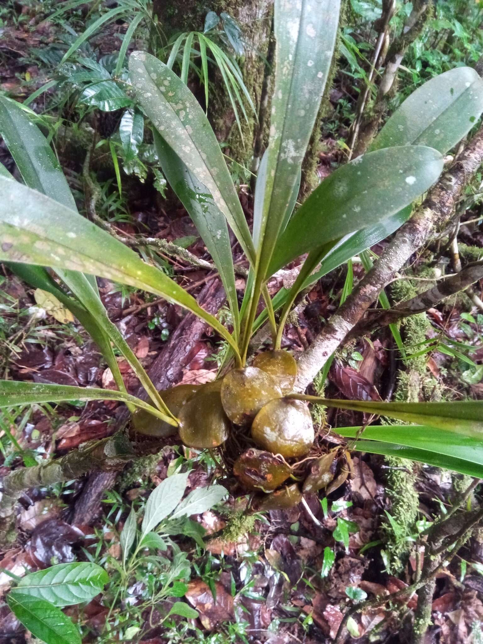 Image of Bulbophyllum occlusum Ridl.