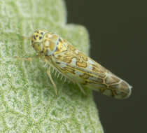 Image of Ligurian Leafhopper