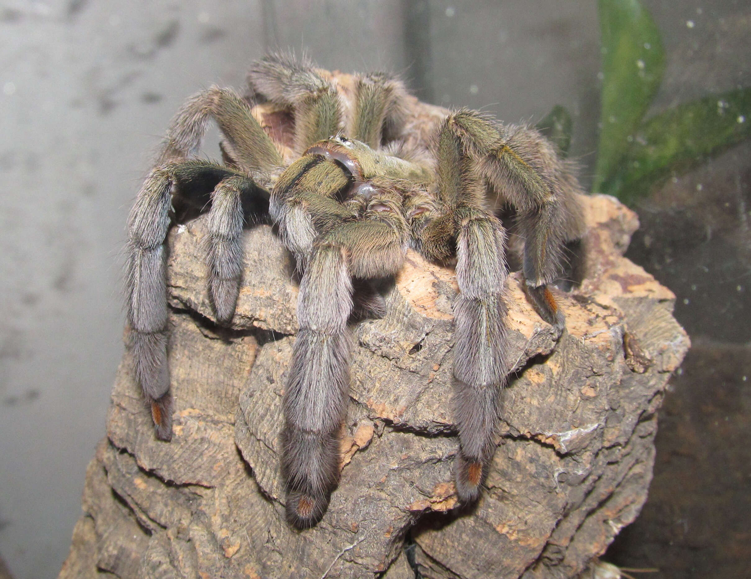 Image of Trinidad Chevron Tarantula