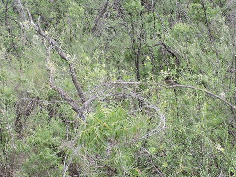 Image of Drummond's clematis