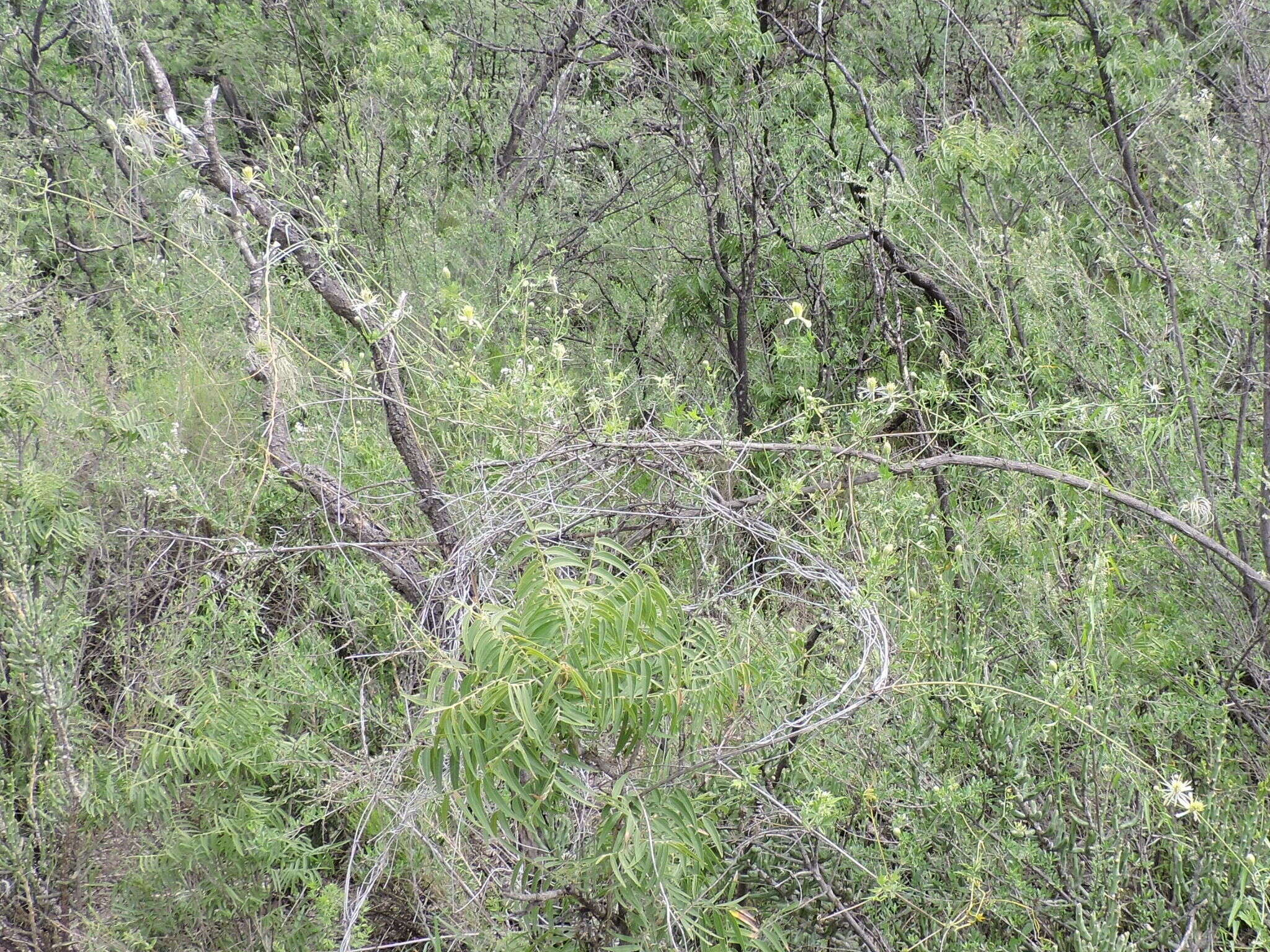 Image of Drummond's clematis