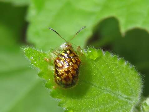 Image of Cteisella confusa (Boheman 1855)