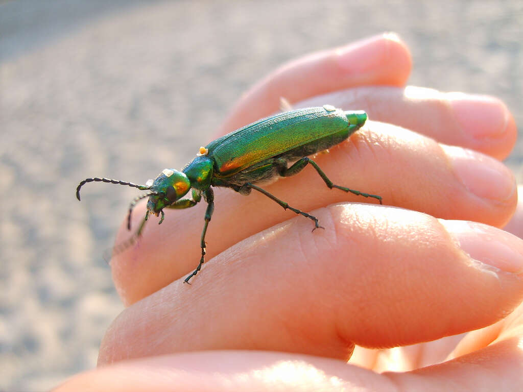 Image of Lytta (Lytta) vesicatoria (Linnaeus 1758)