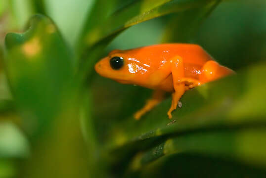 Image of Ginger Tree Frog