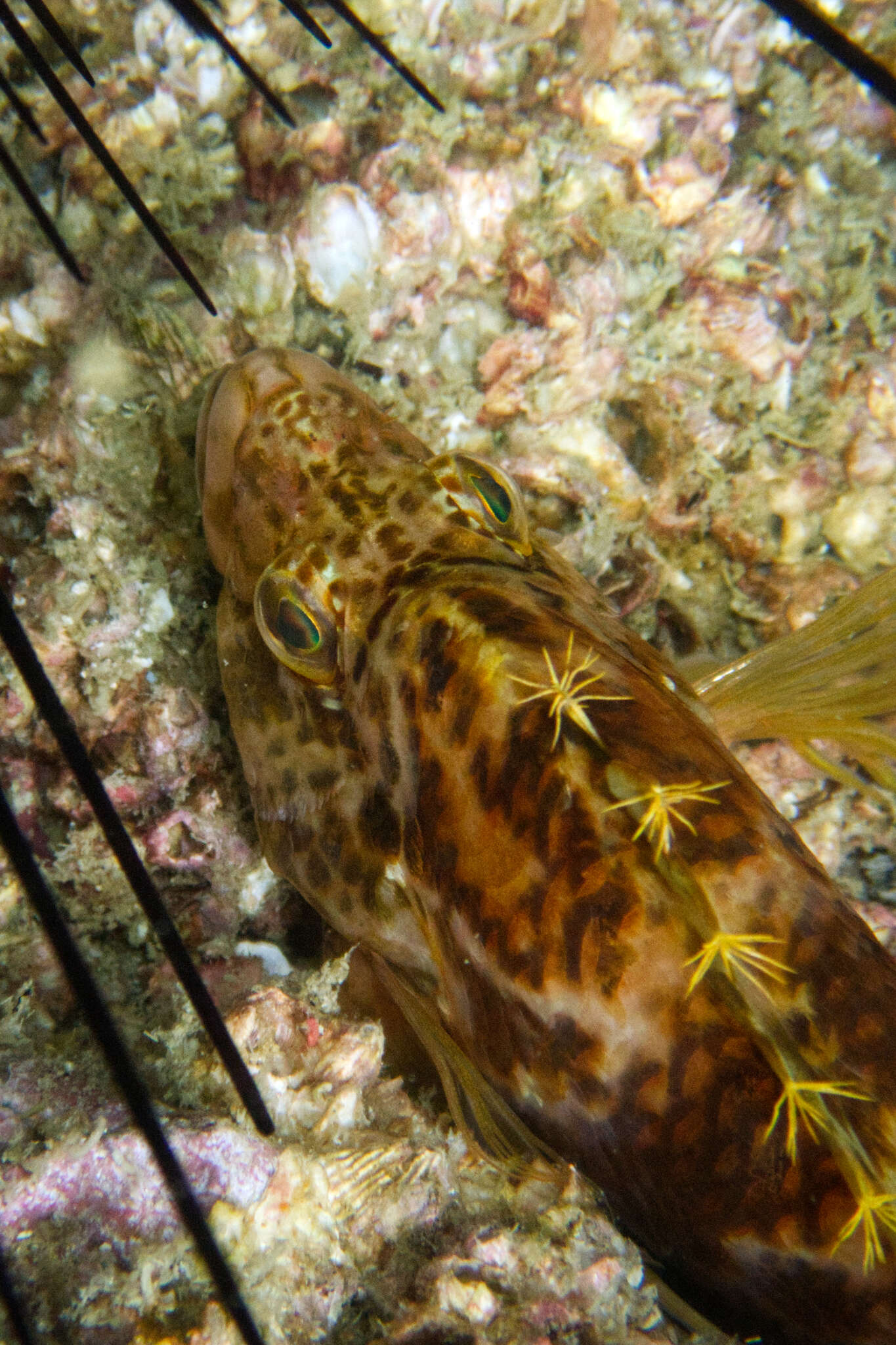 Image of Golden curlyfin