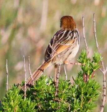 Image of Cisticola tinniens tinniens (Lichtenstein & Mhk 1842)