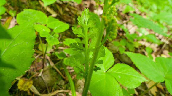 Image of branched moonwort