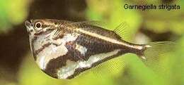 Image of Giant hatchetfish