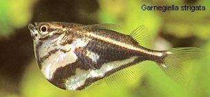 Image of Giant hatchetfish