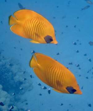 Image of Addis Butterflyfish