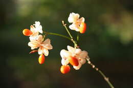 Image of Common spindle tree