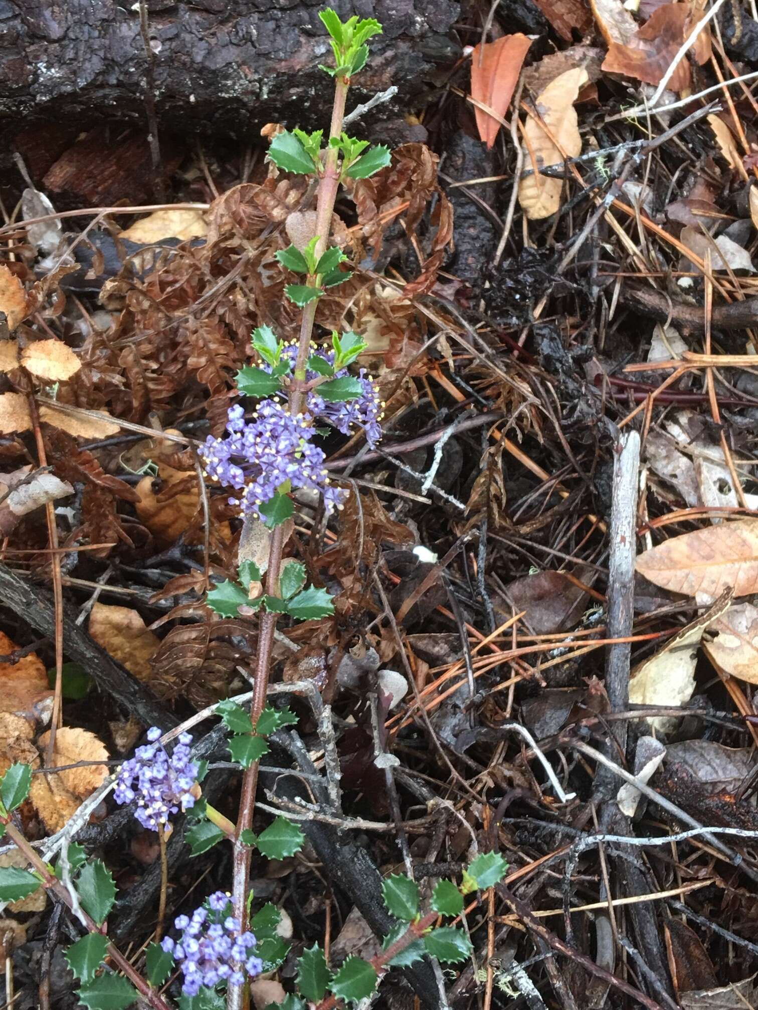 Image of Mt. Vision ceanothus