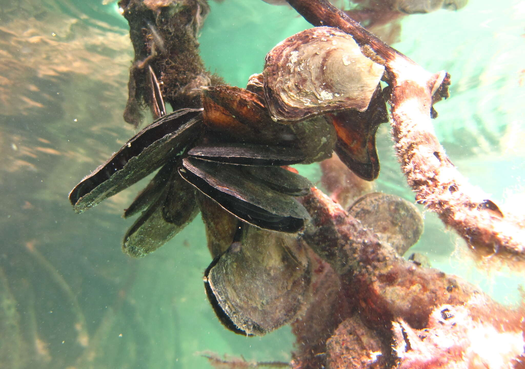 Image of flat tree-oyster