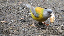 Image of Patagonian Sierra Finch