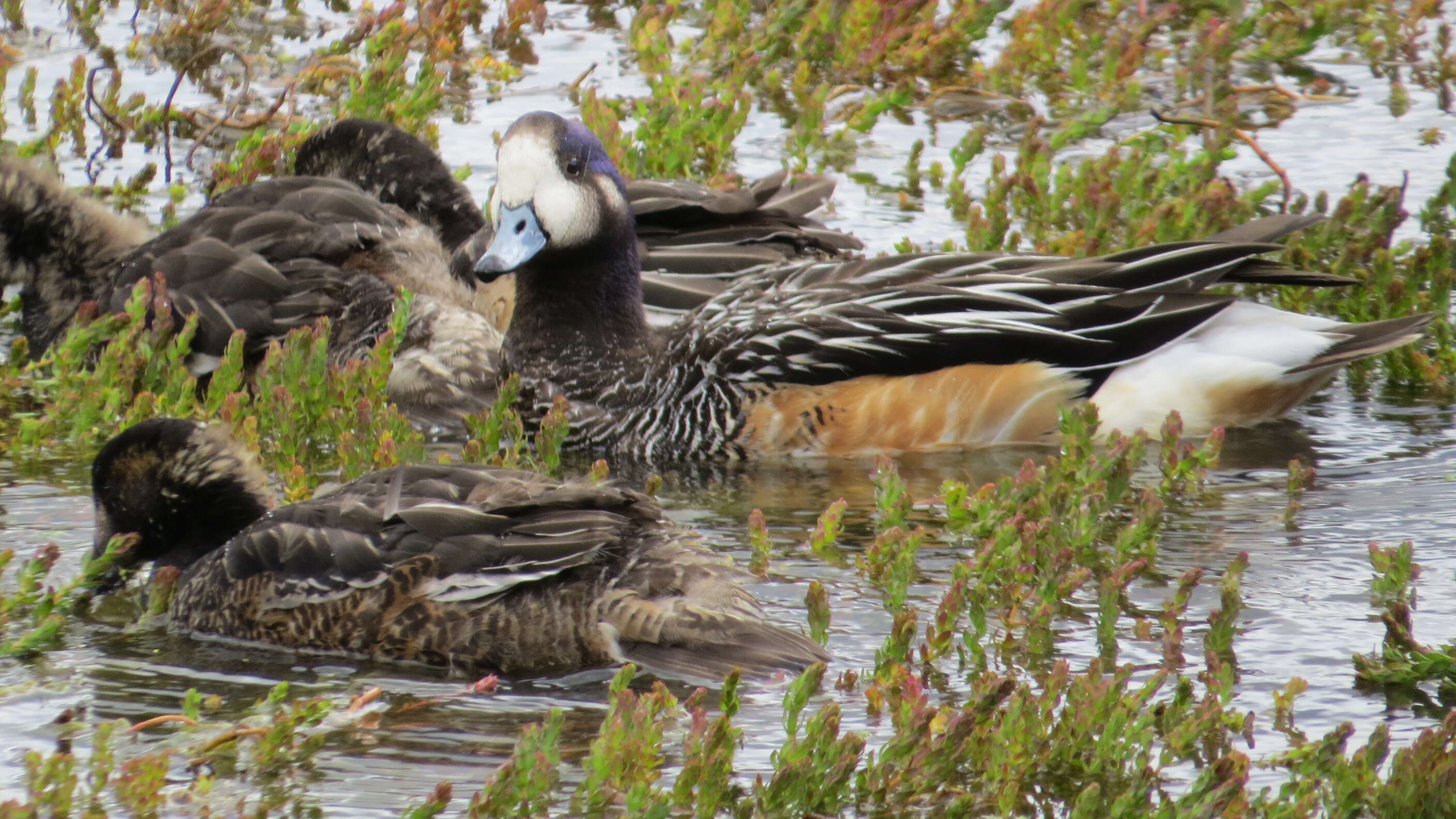 Image of Chiloe Wigeon