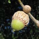 Image of oracle oak
