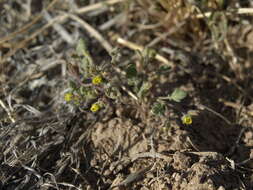 Image of Inyo Yellow Scorpion-Weed