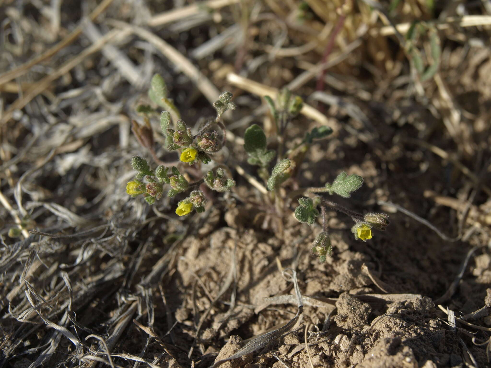 Phacelia inyoensis (Macbr.) Howell的圖片