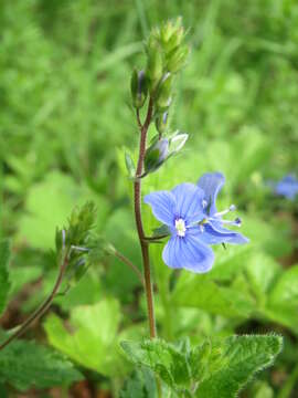 Image of bird's-eye speedwell