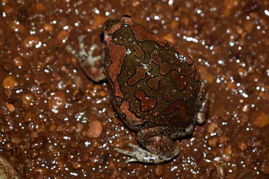 صورة Uperodon taprobanicus (Parker 1934)