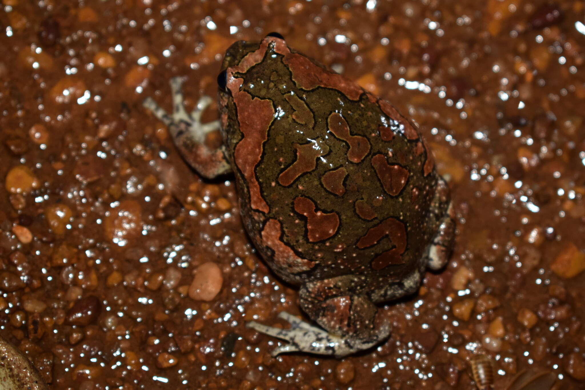 صورة Uperodon taprobanicus (Parker 1934)