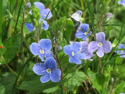 Image of bird's-eye speedwell