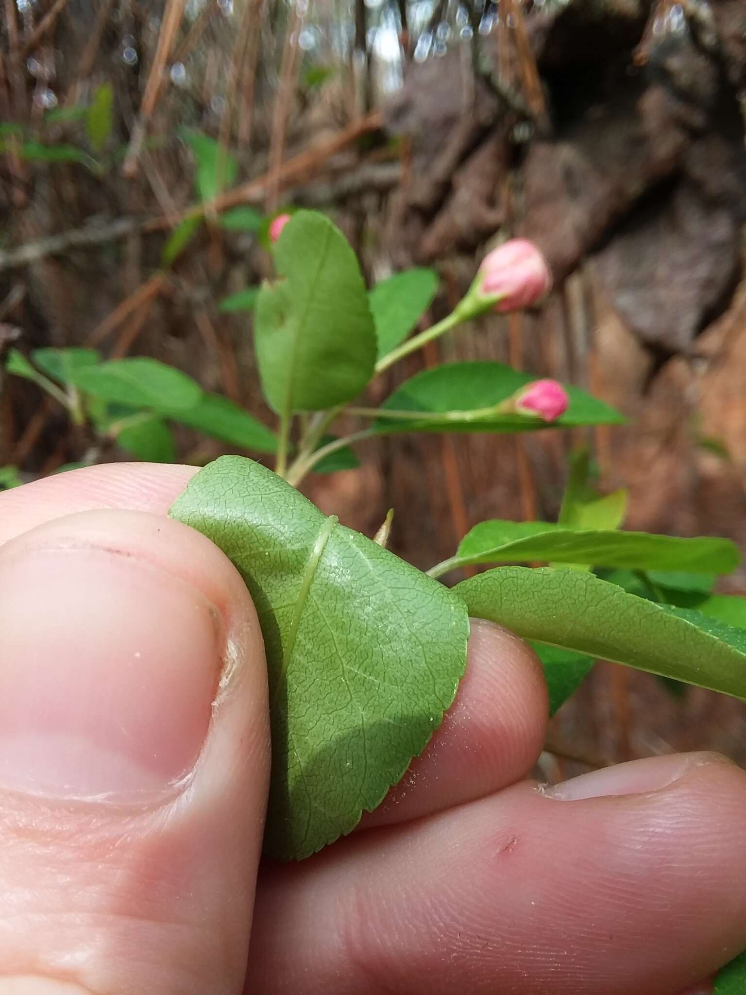 Image of southern crab apple