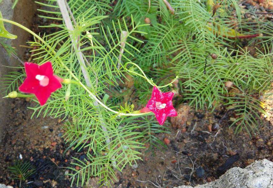 Image of Cypress Vine