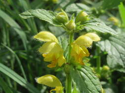 Imagem de Lamium galeobdolon (L.) L.