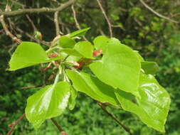 Image of Littleleaf Linden