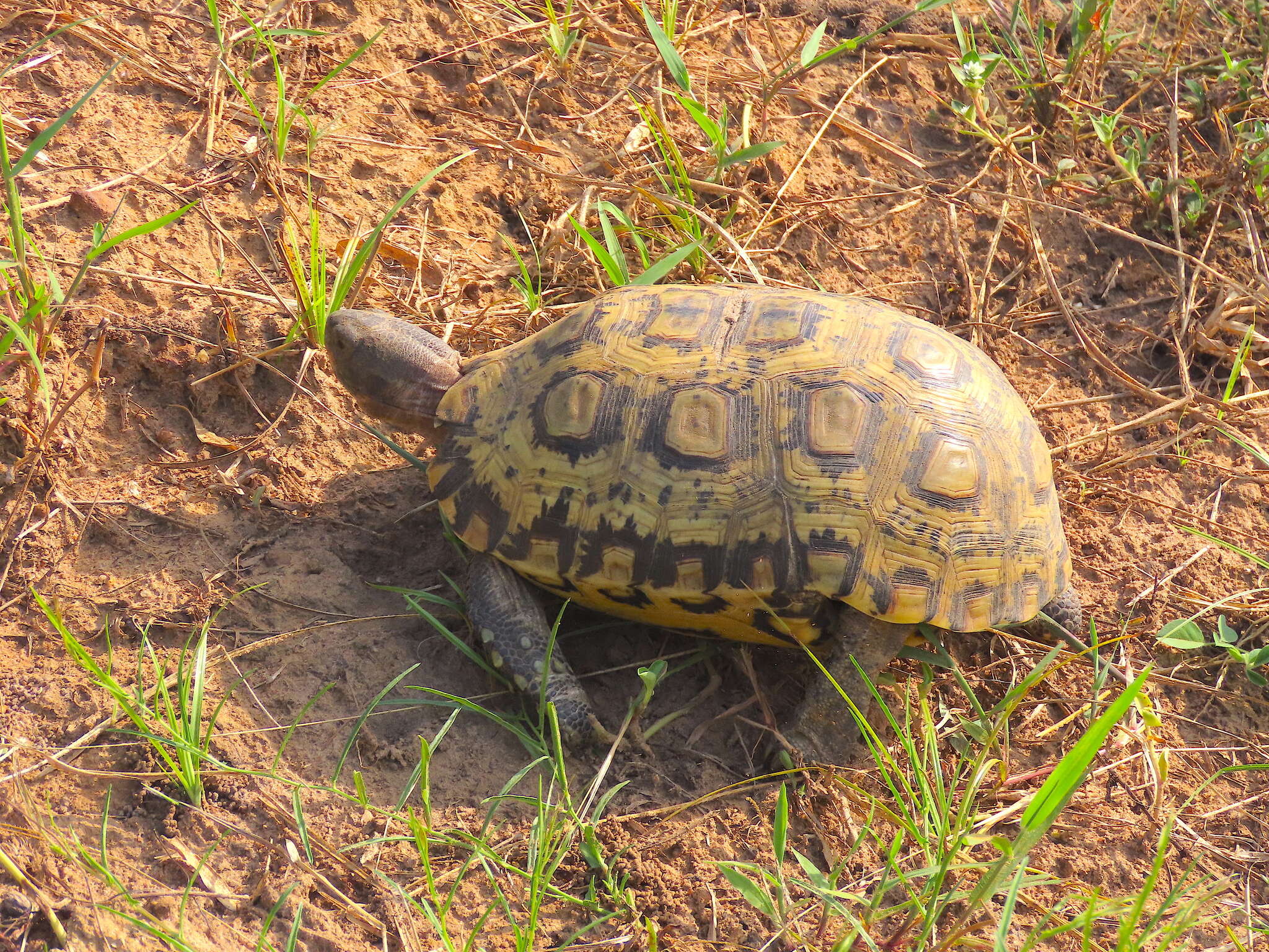 Image of Bell’s hinged tortoise