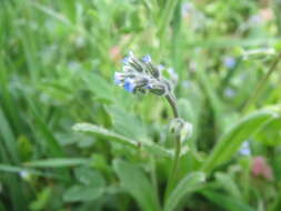 Слика од Myosotis arvensis (L.) Hill