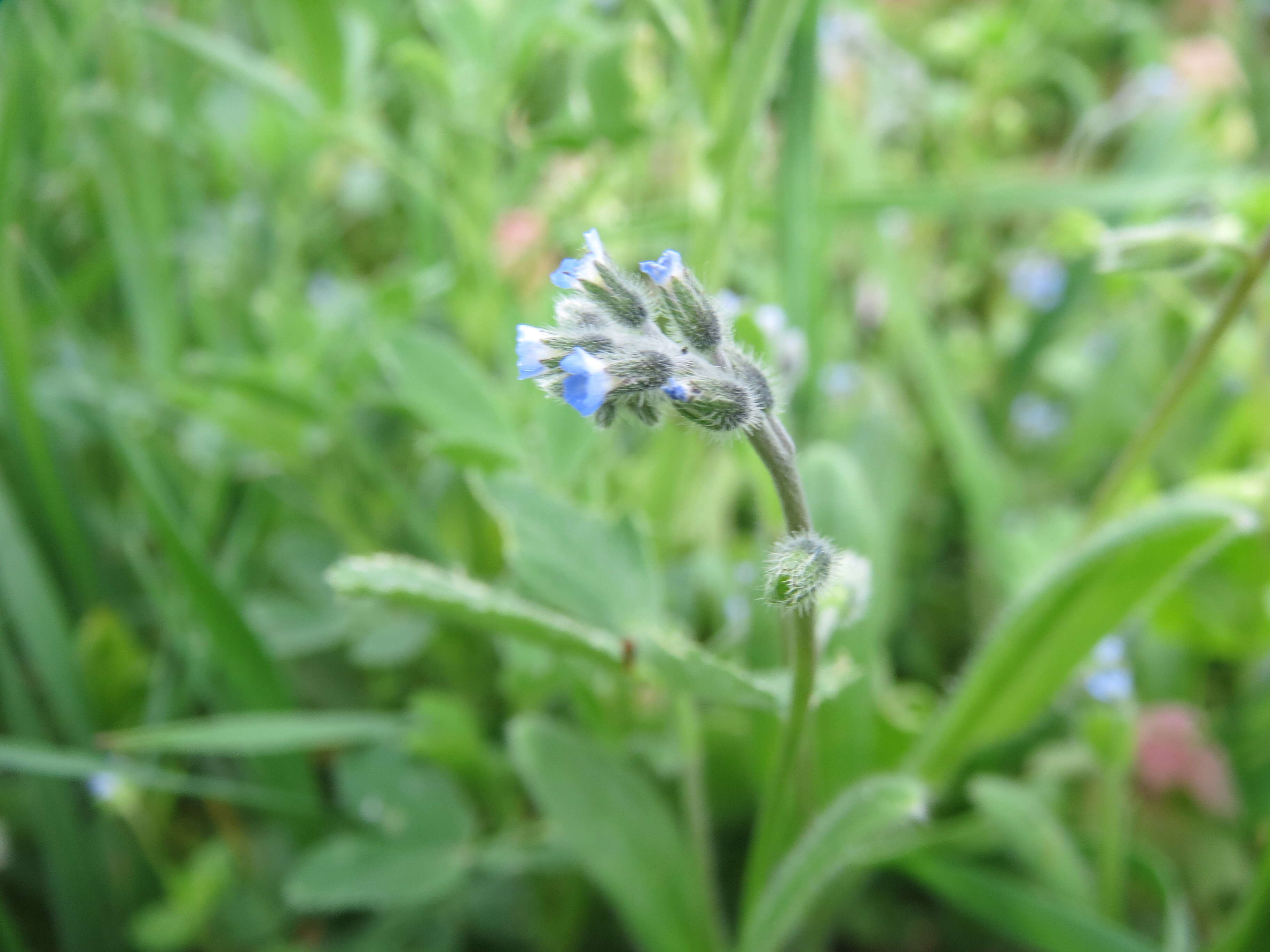 野勿忘草的圖片