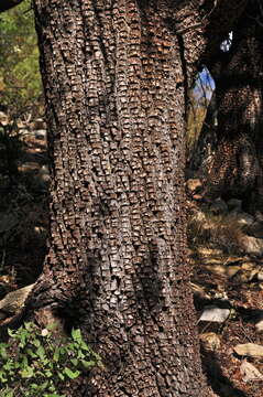 Image of Juniperus deppeana var. deppeana