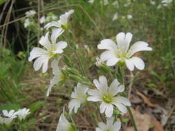 Image of field chickweed