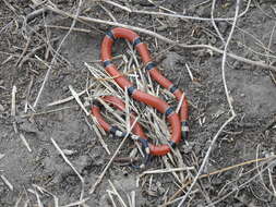 Image of West Mexican Coral Snake