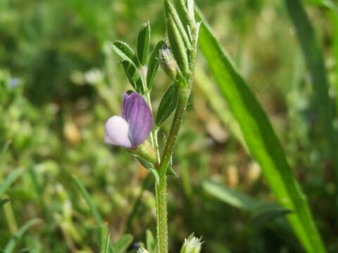 Imagem de Vicia lathyroides L.