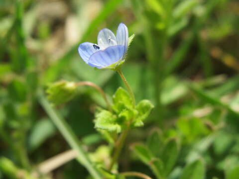 Image of birdeye speedwell