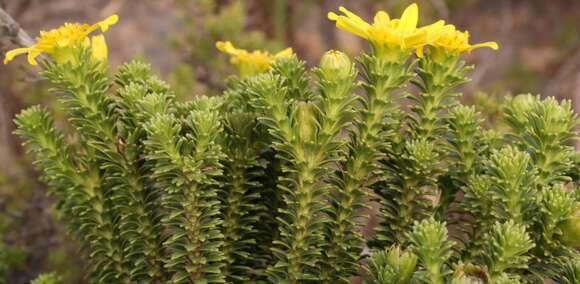 Image of Euryops galpinii Bolus