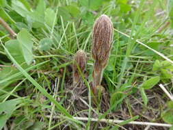 Image of clover broomrape