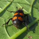 Image of Nicrophorus (Nicrophorus) interruptus (Stephens 1830)