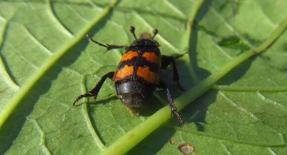 Image of Nicrophorus (Nicrophorus) interruptus (Stephens 1830)