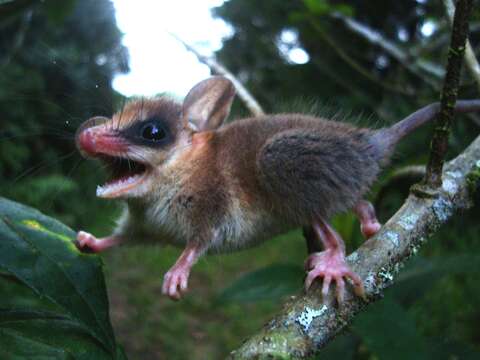 Image of Brazilian Gracile Mouse Opossum