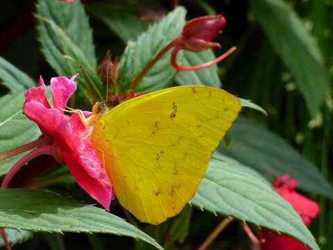 Image of Jewelweeds